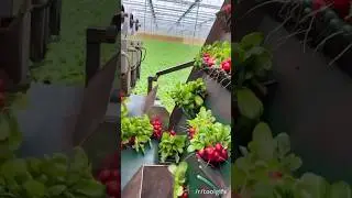 Automated Farming?🧑🏻&zwj;🎤☘️ #environment #sustainability #global #arduino #engineering #green #food