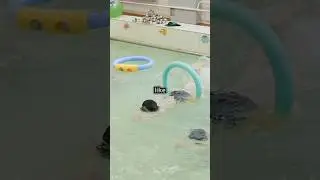 Kids Swimming Fun | #kids #fun #learning #adventure