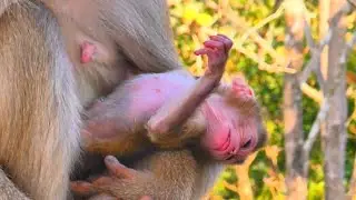 Newborn Pigtail Monkey's First Deep Sleep Cradled by Mom