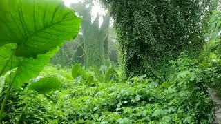 4K UHD - Mount Pleasant Cemetery Walk, Bukit Brown Tombs, Avatar Trees, Nature, Rain