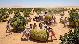 Unbelievable! Jackfruit Grew in the Sahara Desert — The World Can’t Believe It
