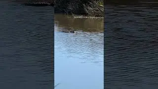 new fishing buddy #fishing #fish #fishinglife #fishingvideo #alligator #texas #nature #predator #i