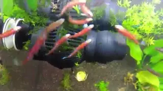 Notropis Chrosomus Breeding