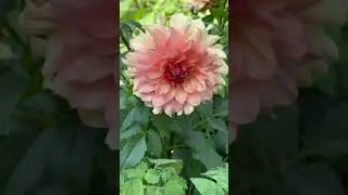 Showcase:  Peach Bud Dahlia in the Northern Suburban Garden