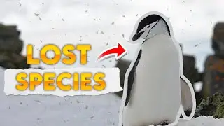 Penguins on the Brink of DISASTER!