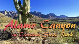 Alamo Canyon in Catalina State Park