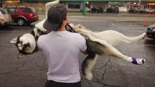 Huskies Are Born Overdramatic and Deserve an Oscar 😂 Funniest Animal Videos 2025