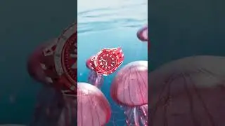 Swatch SCUBAQUA