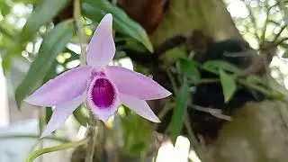 Dendrobium anosmum Plant (unscented dendrobium)