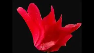 Krister & Dalbani-Sience I've Been Loving You