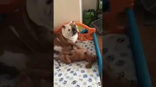 Dogs acting silly with their owners part 1