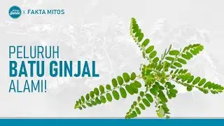 Manfaat Daun Meniran, Tanaman Liar yang Kaya Khasiat | Hidup Sehat tvOne