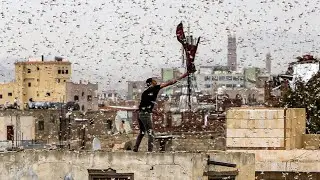 Saudi Arabia Locust outbreak | Biblical Swarm of Locust Plague 2021