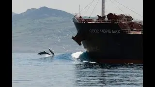 Whale Watching in the Strait of Gibraltar with FIRMM in Tarifa