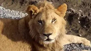 Parque Safari Chile - Grandes Felinos