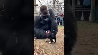 Gorilla Befriends a Tiny Puppy! #rescueefforts #animals #emotionalstory #shorts
