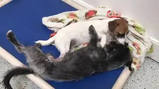Best Friends at Dog Day Care