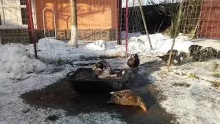 Ducks bathing in freezing day