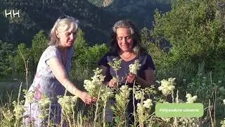 Meadowsweet