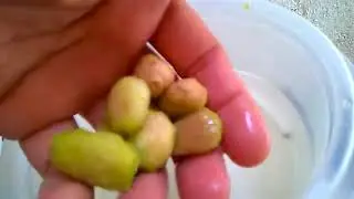 Como fazer muda de umbu através do caroço