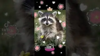P&iacute;caro mapache 🦝#animals #mapache