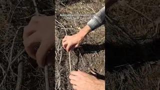 Normal birds vs pigeons when they build their nest #shorts #skit #funny