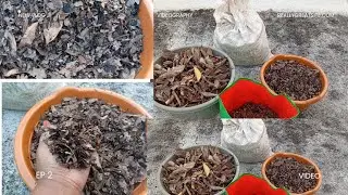 Dry leaf compost simple method 🍂🍁🍃