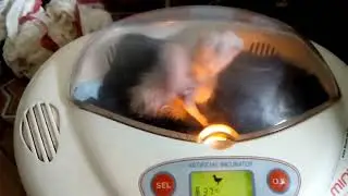 Day old Greenwing macaw babys hatched by incubator