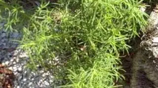 EatTheWeeds: Episode 72: Seablite, Seepweed