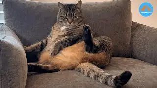 Озорная кошка, которая убаюкивает вас, создавая ощущение безопасности, прежде чем огрызнуться.