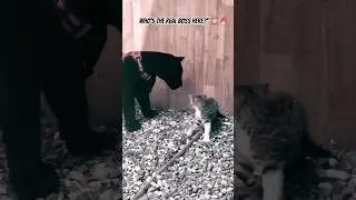 Angry Cat Meets Friendly Black Panther Unexpected Animal Encounter! #shorts #wildlife #funnyanimals