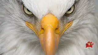The Majestic Bald Eagles of Canada 🇨🇦