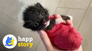 Three-Legged Cat: A Tale of Love and Resilience! 🐱❤️| HAPP