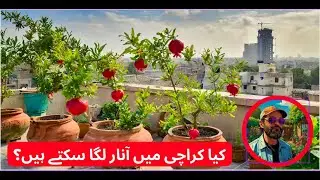 Growing Pomegranates in Karachi’s Climate |  کراچی کے ماحول میں انار کیسے اگائیں؟