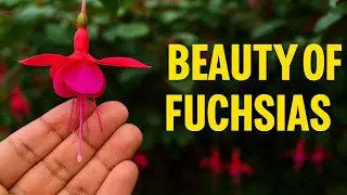 &ldquo;Fuchsia Flowers in Bloom 🌸 Nature&rsquo;s Dancing Colors | Different Shades of Beauty&rdquo;