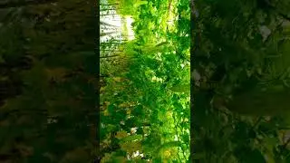 walupun kebanjiran daun menguning buah masih tetep lebat