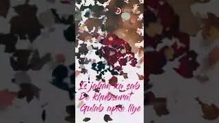 happy rose day full screen status