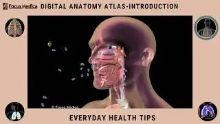 Digital Anatomy Atlas - Lungs