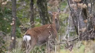 【4K60P】シカの鳴き声（2020年10月6日笠取山）