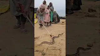 लडकी ने सबसे ज़हरीला सांप को पकड़ लिया 🐍😱 Village Girl Rescue Venomous Russell's Viper Snake #shorts