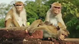Meet the local's. The pearl of the Indian Ocean Sri Lanka #safetravels #srilanka #wildlife