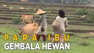 Para ibu-ibu menggembala hewan ternak untuk membantu suami | JELANG SIANG