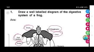 Draw a well labelled diagram of the digestive system of a frog.