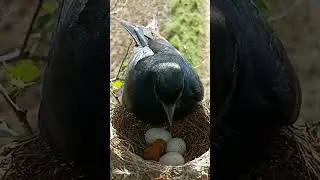Feathered Charm: Meet the Cutest Baby Black Drongo #shortsviral #viralvideo