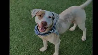 DAS provides free pet food to Dallas pet owners