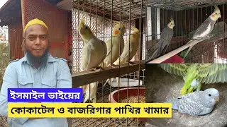 কোকাটেল পাখি পালন পদ্ধতি ও দাম | Cockatiel bird breeding tips | SK AVIARY & AGRO