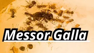 Messor Galla fiche d'&eacute;levage