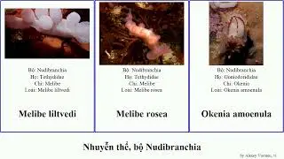 Nhuyễn thể, bộ Nudibranchia capensis pan josh rosea mollusca preciosa coronata verrucosa miniata