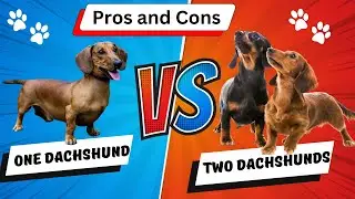 Should You Get 2 Dachshunds?   Here are the Pros And Cons