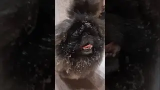 Пекинес Дендик пришел весь в снегу
